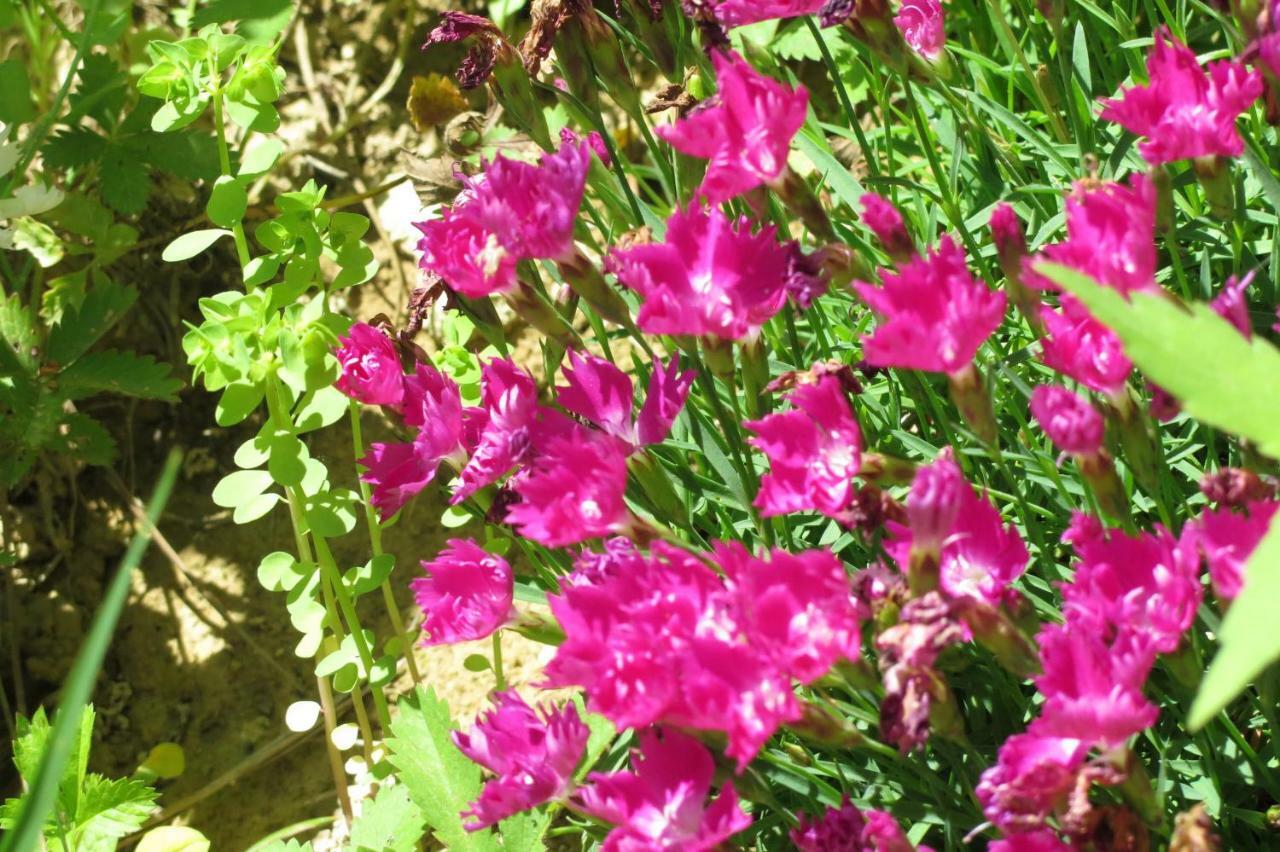 Art Gallery B&B Lonato Dış mekan fotoğraf